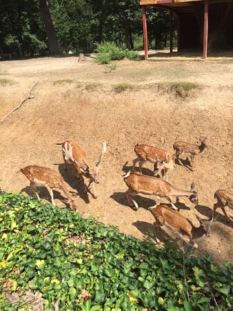 https://mdw-travel-data-us-east-1.s3.amazonaws.com/img/country/Hungary/Miskolc-Zoo-and-Culture-Park/img_03.jpg