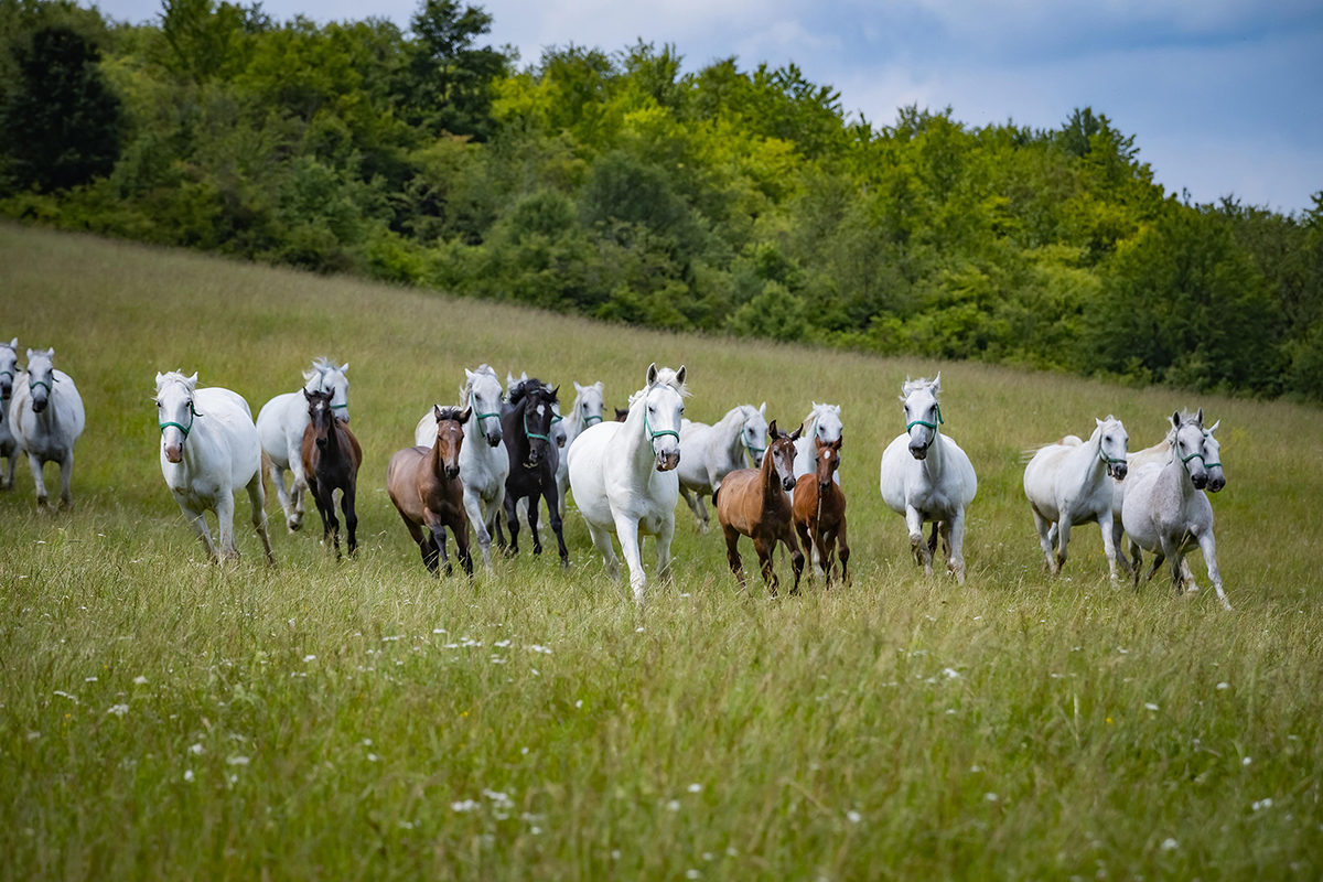 https://mdw-travel-data-us-east-1.s3.amazonaws.com/img/country/Hungary/Szilvasvarad-Lipizzan-Stud-Farm/img_01.jpg