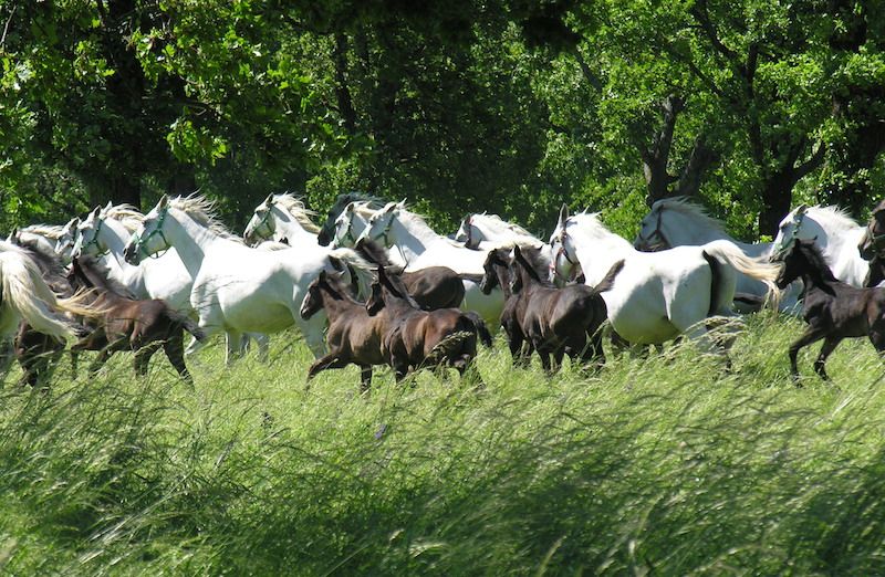 https://mdw-travel-data-us-east-1.s3.amazonaws.com/img/country/Hungary/Szilvasvarad-Lipizzan-Stud-Farm/img_03.jpg