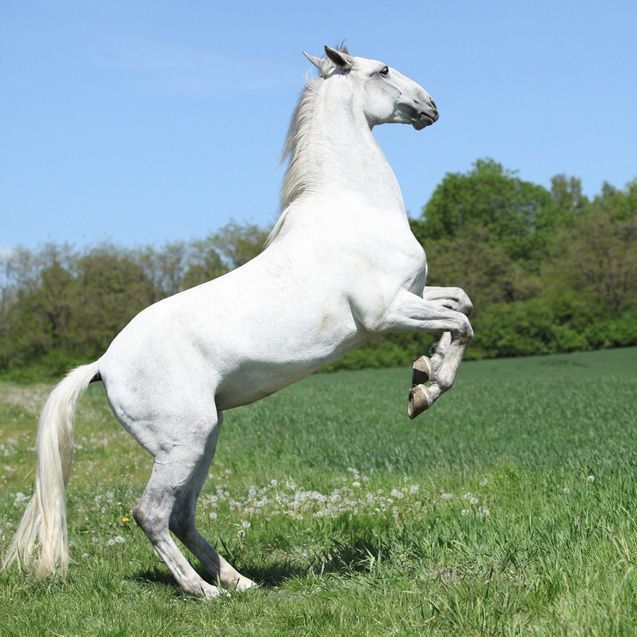 https://mdw-travel-data-us-east-1.s3.amazonaws.com/img/country/Hungary/Szilvasvarad-Lipizzan-Stud-Farm/img_04.jpg