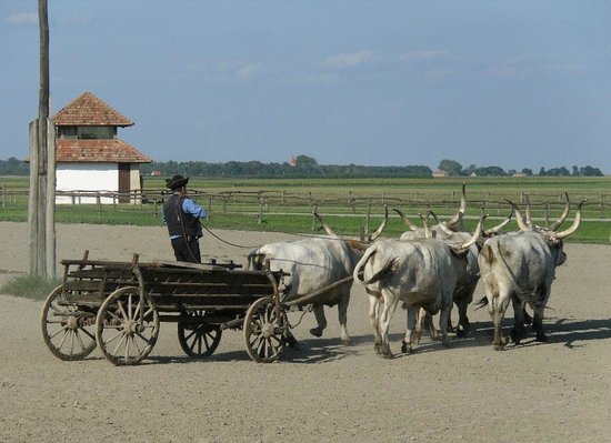 https://mdw-travel-data-us-east-1.s3.amazonaws.com/img/country/Hungary/Tarodiarok-Tanya-Animal-Park/img_03.jpg