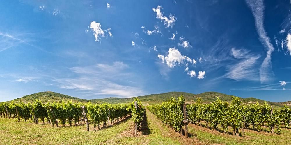 https://mdw-travel-data-us-east-1.s3.amazonaws.com/img/country/Hungary/Tokaj-Wine-Region/img_01.jpg