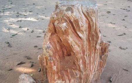 https://mdw-travel-data-us-east-1.s3.amazonaws.com/img/country/India/Akal-Wood-Fossil-Park/img_01.jpg