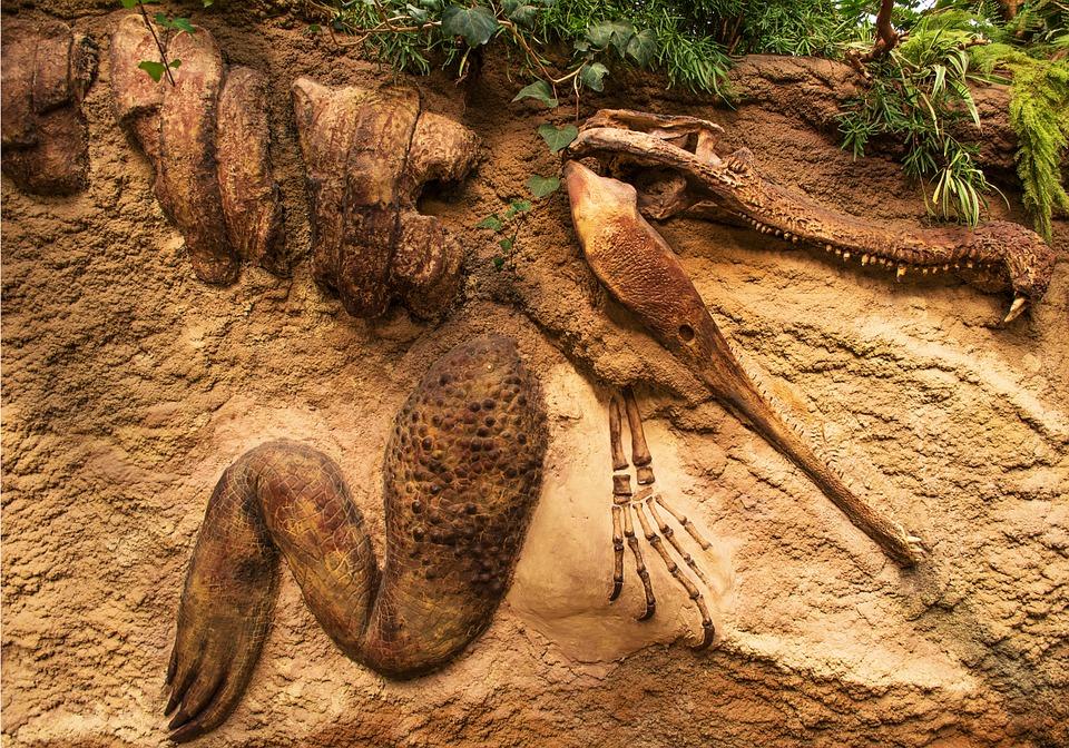 https://mdw-travel-data-us-east-1.s3.amazonaws.com/img/country/India/Akal-Wood-Fossil-Park/img_02.jpg