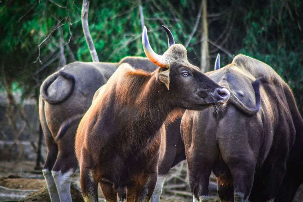 https://mdw-travel-data-us-east-1.s3.amazonaws.com/img/country/India/Arignar-Anna-Zoological-Park/img_02.jpg
