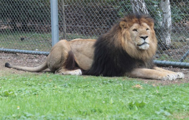 https://mdw-travel-data-us-east-1.s3.amazonaws.com/img/country/India/Arignar-Anna-Zoological-Park/img_03.jpg