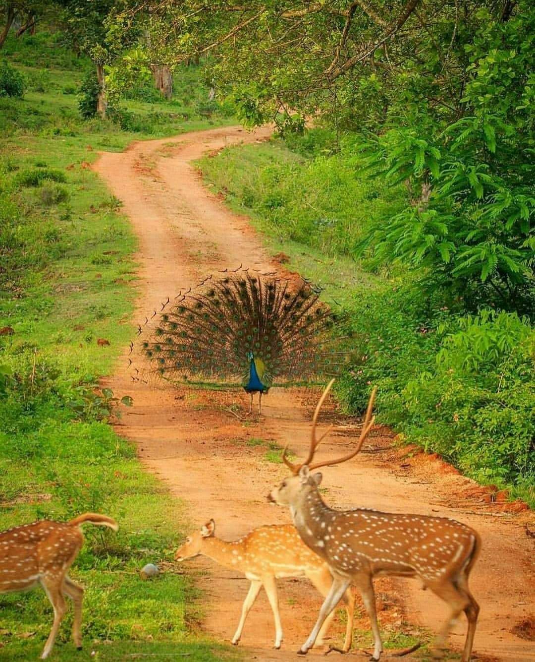 https://mdw-travel-data-us-east-1.s3.amazonaws.com/img/country/India/Bandipur-National-Park/img_02.jpg