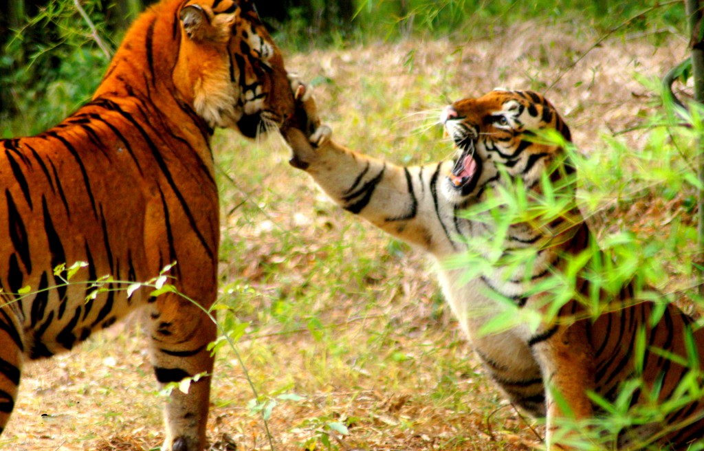https://mdw-travel-data-us-east-1.s3.amazonaws.com/img/country/India/Bannerghatta-Biological-Park/img_01.jpg