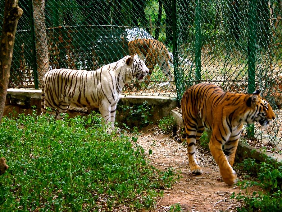 https://mdw-travel-data-us-east-1.s3.amazonaws.com/img/country/India/Bannerghatta-Biological-Park/img_02.jpg