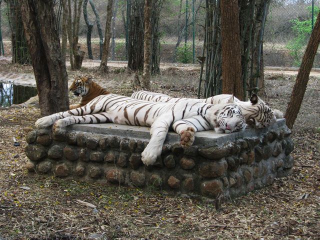 https://mdw-travel-data-us-east-1.s3.amazonaws.com/img/country/India/Bannerghatta-Biological-Park/img_03.jpg