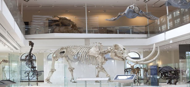 https://mdw-travel-data-us-east-1.s3.amazonaws.com/img/country/India/Bengal-Natural-History-Museum/img_02.jpg