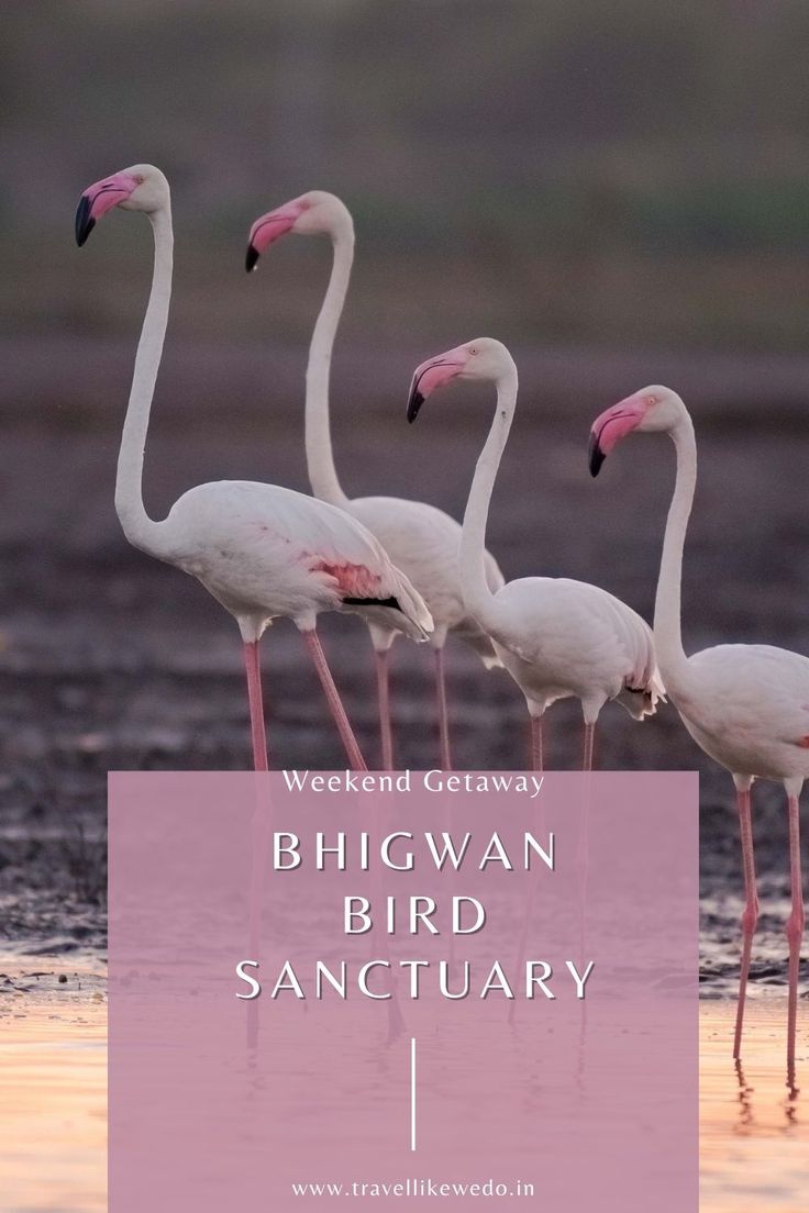 https://mdw-travel-data-us-east-1.s3.amazonaws.com/img/country/India/Bhigwan-Bird-Sanctuary/img_01.jpg
