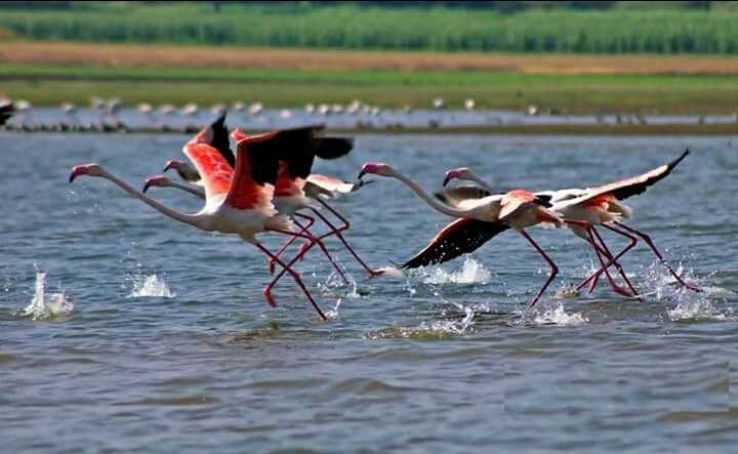 https://mdw-travel-data-us-east-1.s3.amazonaws.com/img/country/India/Bhigwan-Bird-Sanctuary/img_03.jpg
