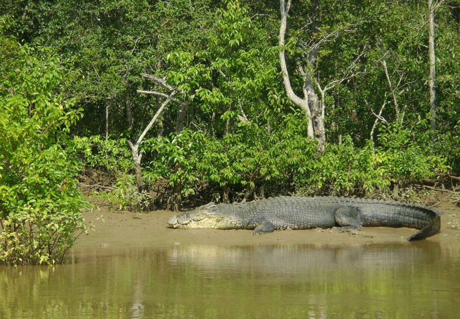 https://mdw-travel-data-us-east-1.s3.amazonaws.com/img/country/India/Bhitarkanika-National-Park/img_01.jpg