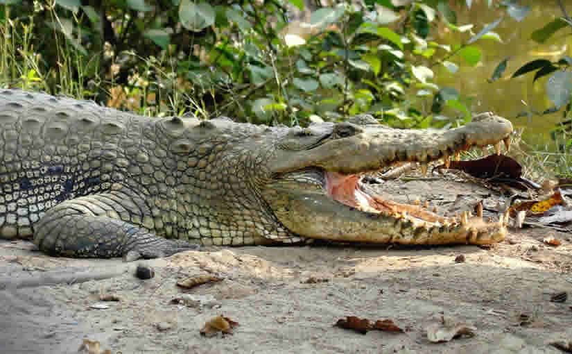 https://mdw-travel-data-us-east-1.s3.amazonaws.com/img/country/India/Bhitarkanika-Wildlife-Sanctuary/img_02.jpg
