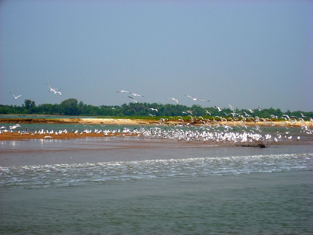 https://mdw-travel-data-us-east-1.s3.amazonaws.com/img/country/India/Chilika-Lake/img_03.jpg