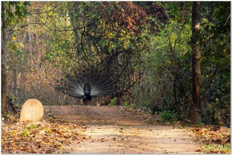 https://mdw-travel-data-us-east-1.s3.amazonaws.com/img/country/India/Debrigarh-Wildlife-Sanctuary/img_03.jpg