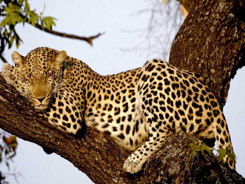 https://mdw-travel-data-us-east-1.s3.amazonaws.com/img/country/India/Eturunagaram-Wildlife-Sanctuary/img_03.jpg