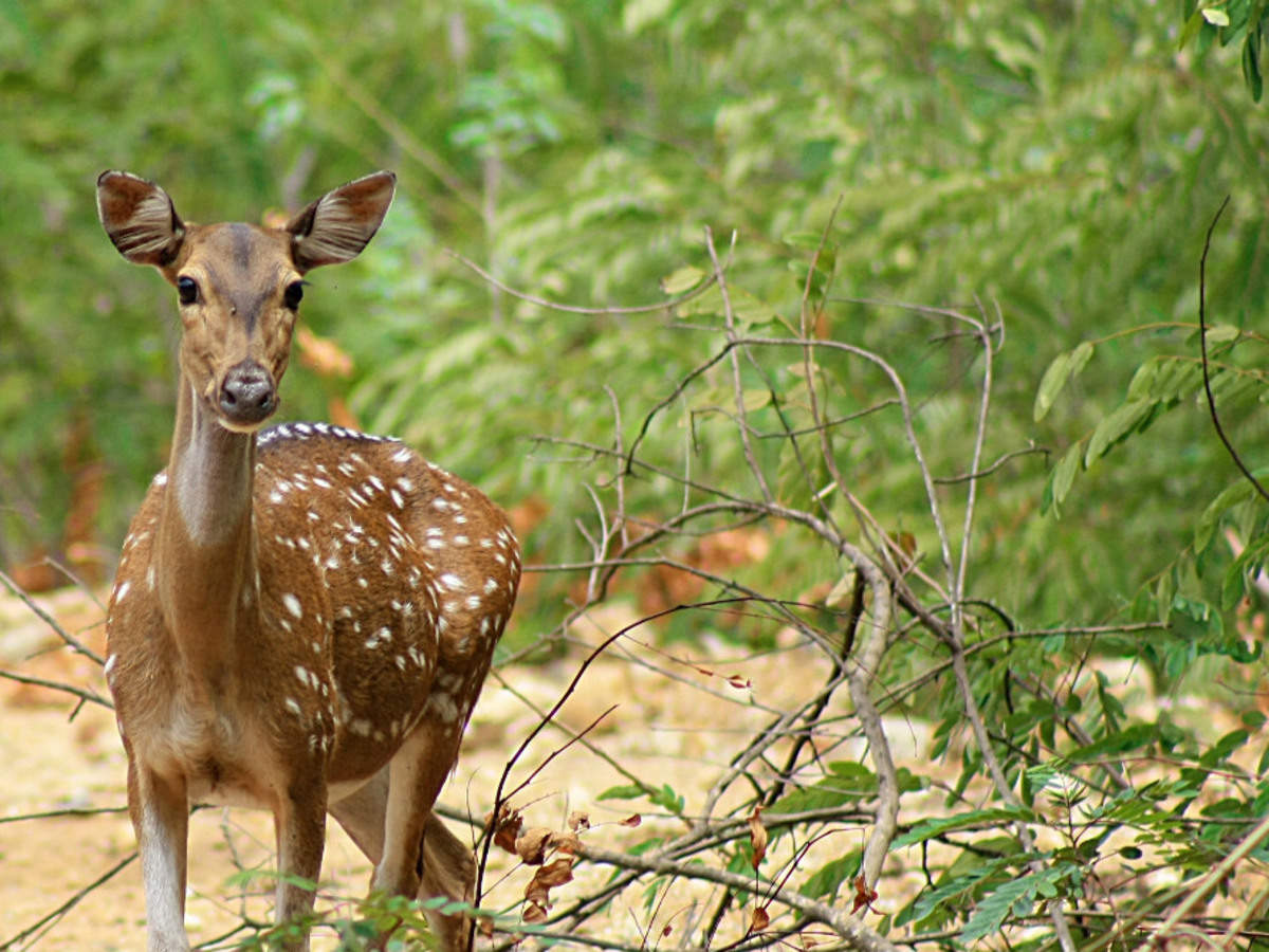https://mdw-travel-data-us-east-1.s3.amazonaws.com/img/country/India/Guindy-National-Park/img_02.jpg