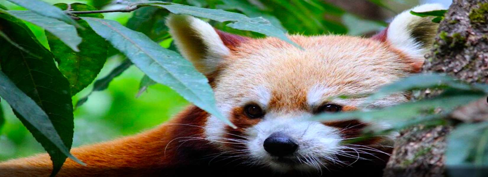 https://mdw-travel-data-us-east-1.s3.amazonaws.com/img/country/India/Himalayan-Zoological-Park/img_01.jpg