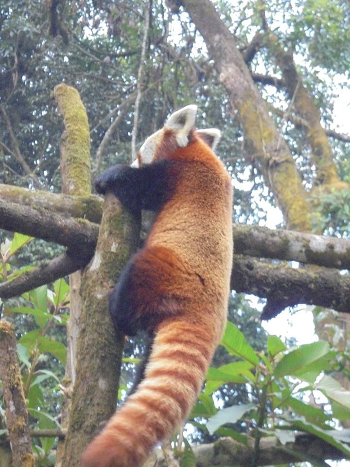 https://mdw-travel-data-us-east-1.s3.amazonaws.com/img/country/India/Himalayan-Zoological-Park/img_02.jpg
