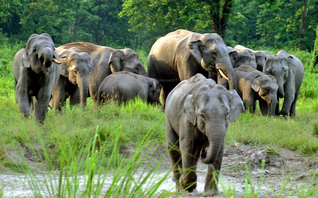https://mdw-travel-data-us-east-1.s3.amazonaws.com/img/country/India/Jaldapara-National-Park/img_02.jpg