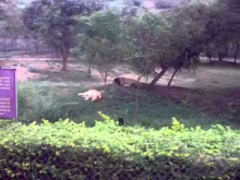 https://mdw-travel-data-us-east-1.s3.amazonaws.com/img/country/India/Junagadh-Zoo/img_03.jpg