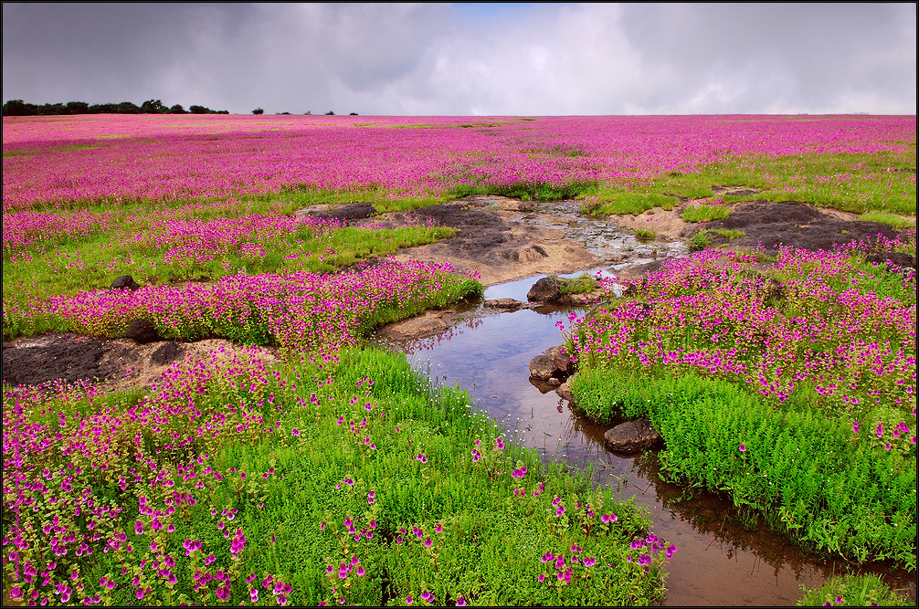 https://mdw-travel-data-us-east-1.s3.amazonaws.com/img/country/India/Kaas-Plateau/img_01.jpg