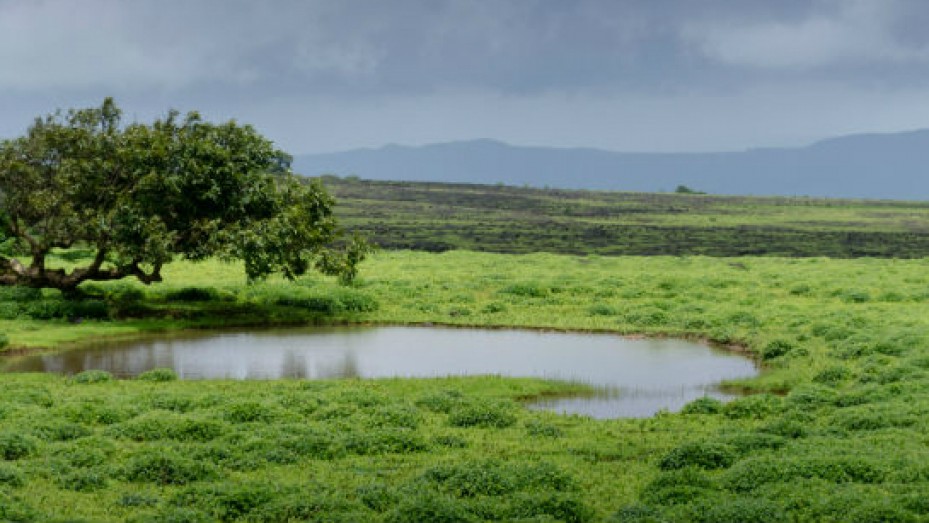 https://mdw-travel-data-us-east-1.s3.amazonaws.com/img/country/India/Kaas-Plateau/img_03.jpg