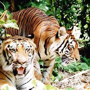 https://mdw-travel-data-us-east-1.s3.amazonaws.com/img/country/India/Kinnerasani-Wildlife-Sanctuary/img_03.jpg