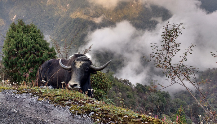https://mdw-travel-data-us-east-1.s3.amazonaws.com/img/country/India/Kyongnosla-Alpine-Sanctuary/img_00.jpg