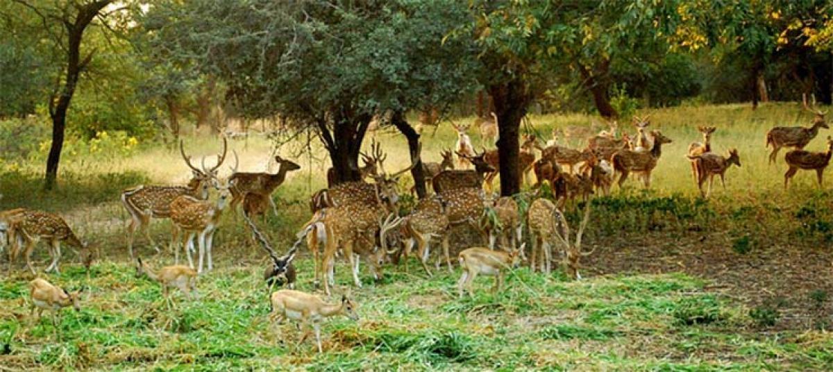 https://mdw-travel-data-us-east-1.s3.amazonaws.com/img/country/India/Mrugavani-National-Park/img_01.jpg