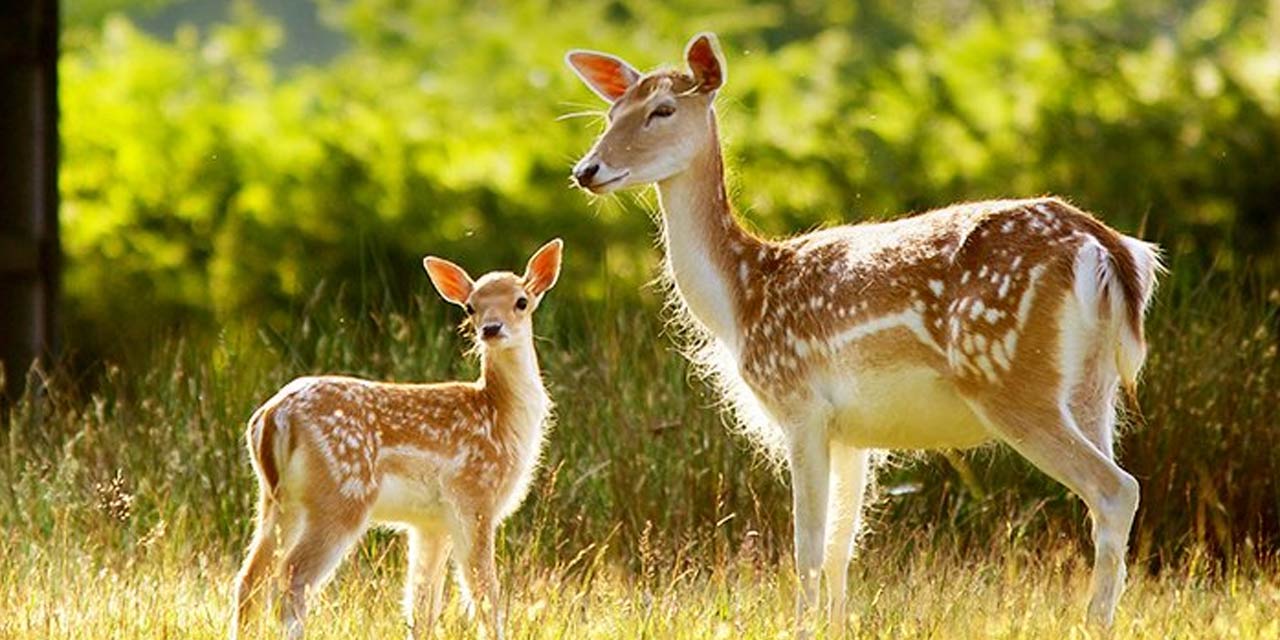 https://mdw-travel-data-us-east-1.s3.amazonaws.com/img/country/India/Mrugavani-National-Park/img_03.jpg
