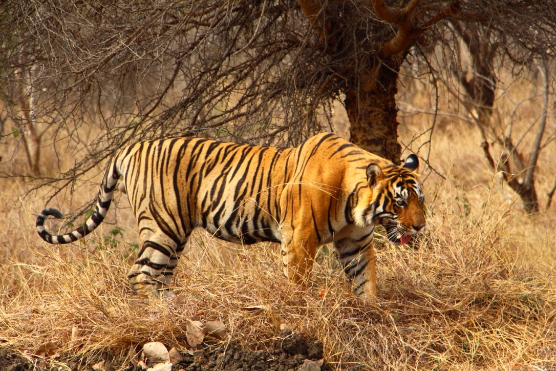 https://mdw-travel-data-us-east-1.s3.amazonaws.com/img/country/India/Mudumalai-National-Park/img_03.jpg