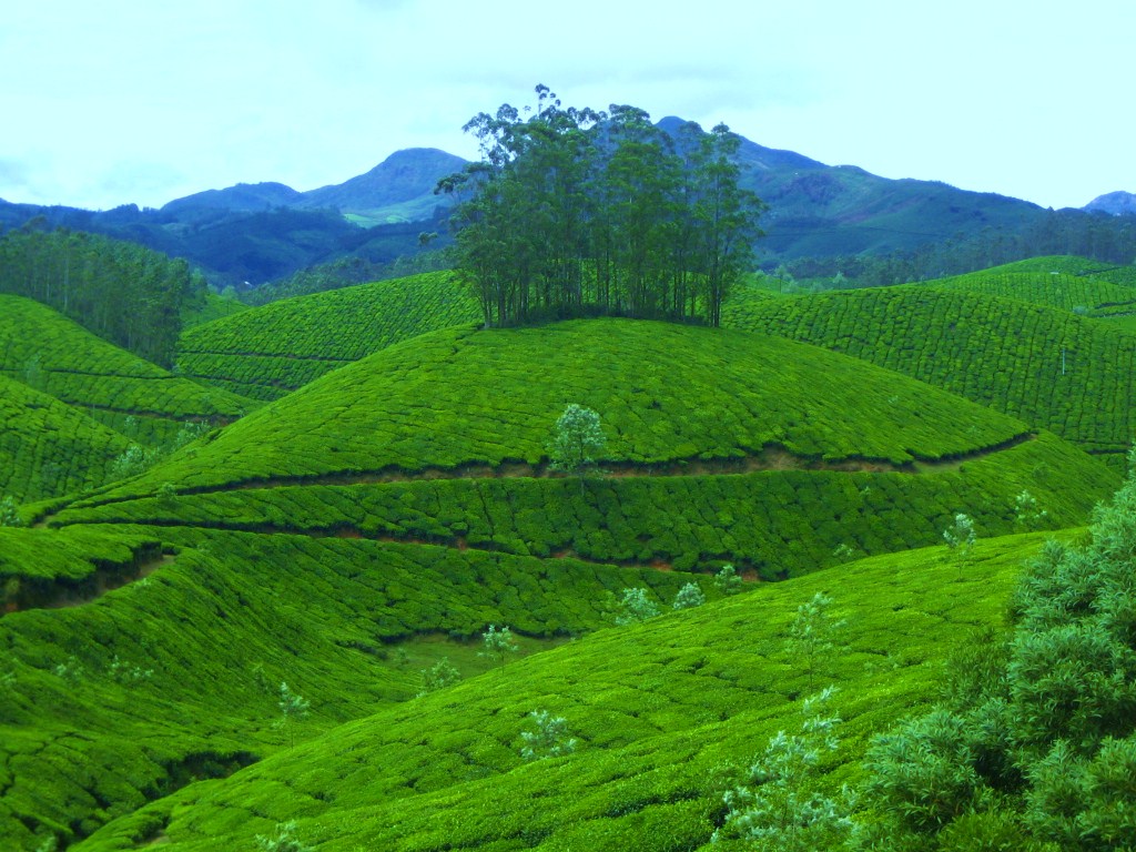 https://mdw-travel-data-us-east-1.s3.amazonaws.com/img/country/India/Munnar/img_01.jpg