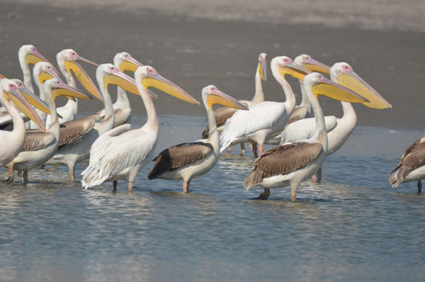 https://mdw-travel-data-us-east-1.s3.amazonaws.com/img/country/India/Nal-Sarovar-Bird-Sanctuary/img_00.jpg