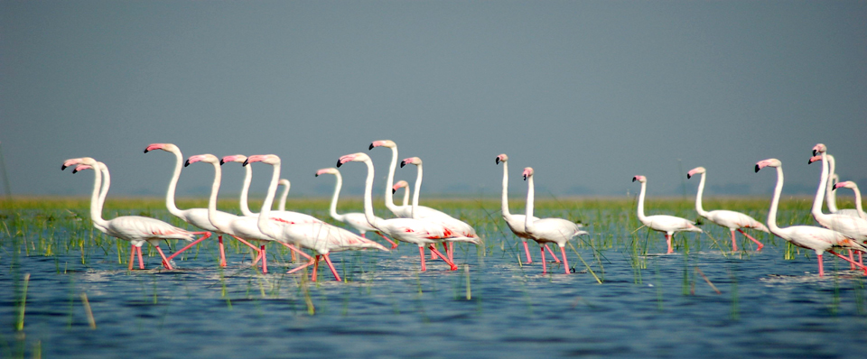 https://mdw-travel-data-us-east-1.s3.amazonaws.com/img/country/India/Nal-Sarovar-Bird-Sanctuary/img_03.jpg
