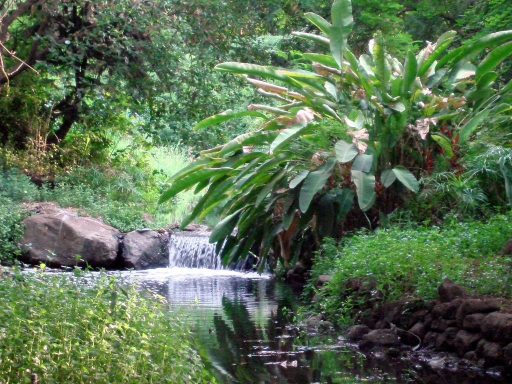 https://mdw-travel-data-us-east-1.s3.amazonaws.com/img/country/India/Osho-Garden/img_03.jpg
