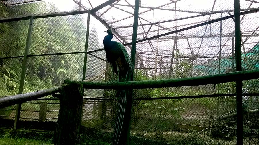https://mdw-travel-data-us-east-1.s3.amazonaws.com/img/country/India/Padmaja-Naidu-Himalayan-Zoological-Park/img_01.jpg