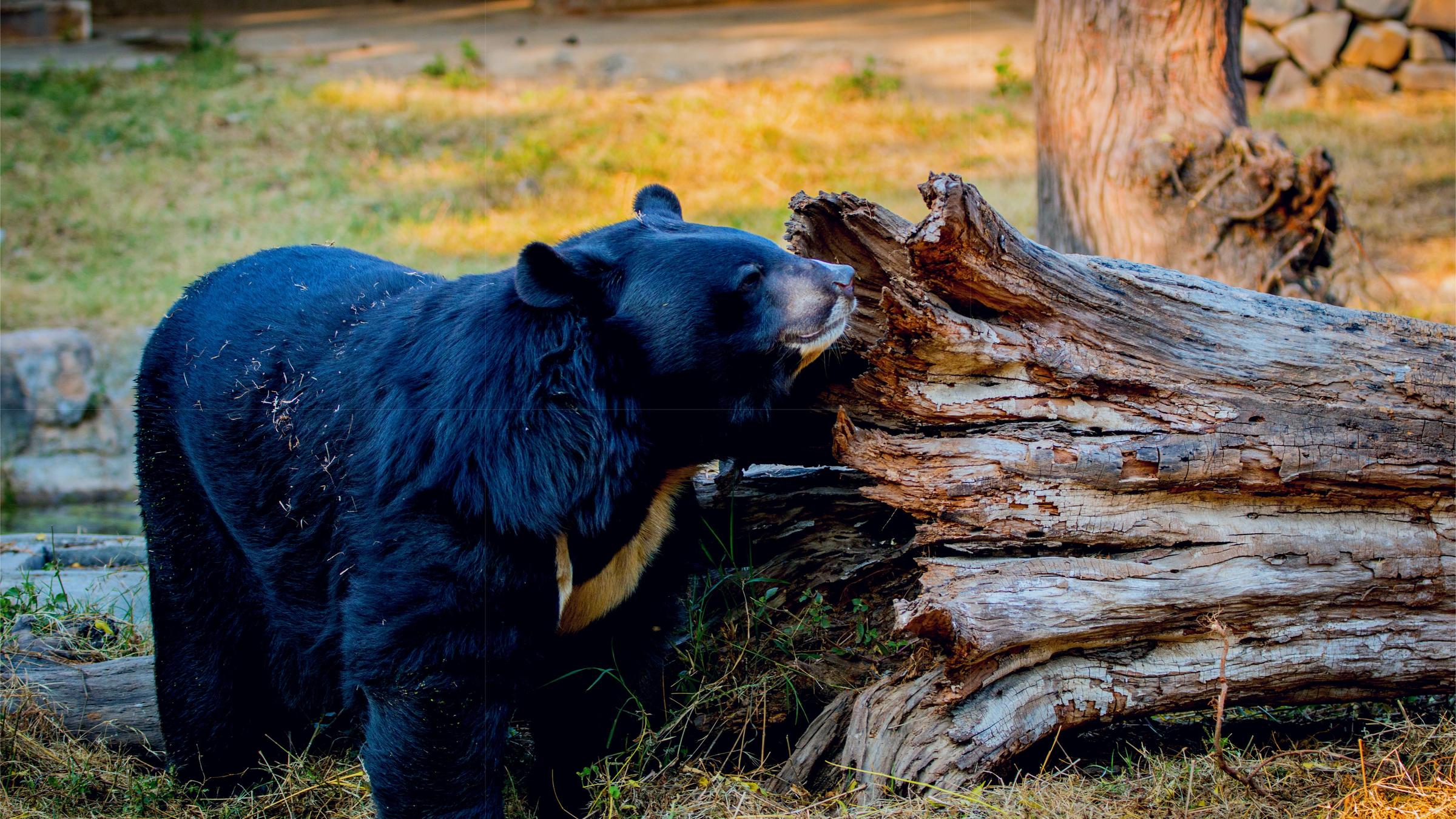 https://mdw-travel-data-us-east-1.s3.amazonaws.com/img/country/India/Padmaja-Naidu-Himalayan-Zoological-Park/img_03.jpg