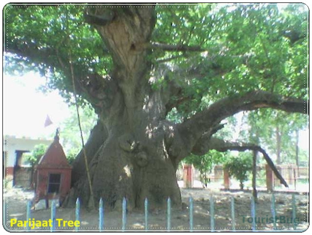 https://mdw-travel-data-us-east-1.s3.amazonaws.com/img/country/India/Parijaat-Tree/img_03.jpg