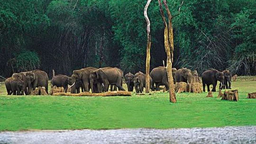 https://mdw-travel-data-us-east-1.s3.amazonaws.com/img/country/India/Peppara-Wildlife-Sanctuary/img_01.jpg