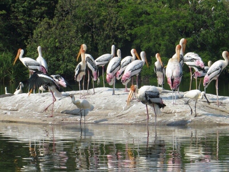 https://mdw-travel-data-us-east-1.s3.amazonaws.com/img/country/India/Ranganathittu-Bird-Sanctuary/img_01.jpg