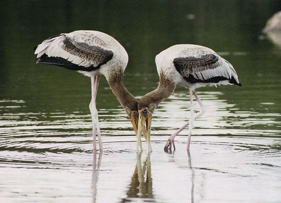 https://mdw-travel-data-us-east-1.s3.amazonaws.com/img/country/India/Ranganathittu-Bird-Sanctuary/img_02.jpg