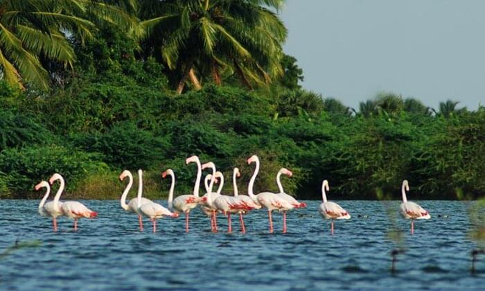 https://mdw-travel-data-us-east-1.s3.amazonaws.com/img/country/India/Salim-Ali-Bird-Sanctuary/img_00.jpg