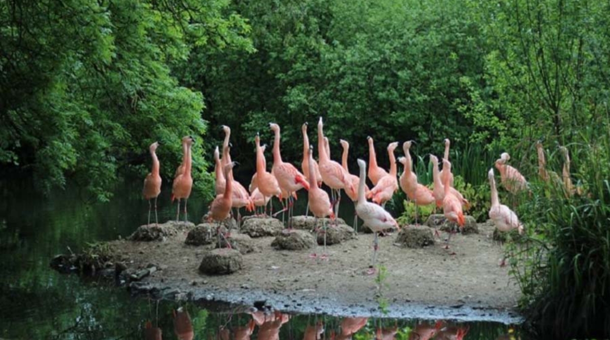 https://mdw-travel-data-us-east-1.s3.amazonaws.com/img/country/India/Salim-Ali-Bird-Sanctuary/img_05.jpg