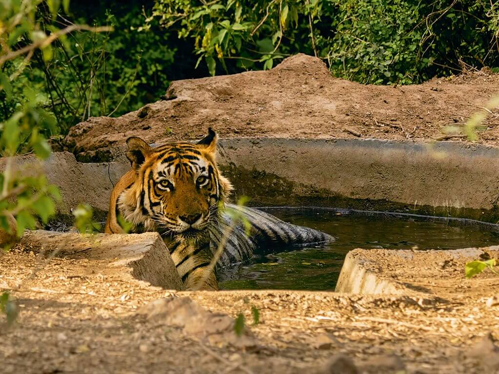 https://mdw-travel-data-us-east-1.s3.amazonaws.com/img/country/India/Sariska-Tiger-Reserve/img_01.jpg