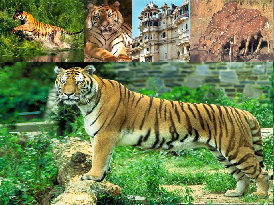 https://mdw-travel-data-us-east-1.s3.amazonaws.com/img/country/India/Sariska-Tiger-Reserve/img_02.jpg