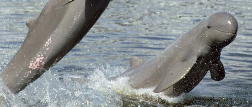 https://mdw-travel-data-us-east-1.s3.amazonaws.com/img/country/India/Satapada-Dolphin-Sanctuary/img_01.jpg