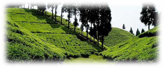 https://mdw-travel-data-us-east-1.s3.amazonaws.com/img/country/India/Siliguri/img_01.jpg